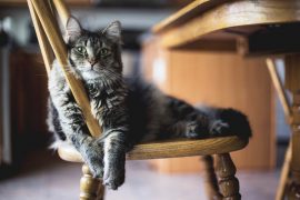 chat allongé sur une chaise en bois