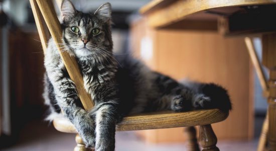 chat allongé sur une chaise en bois